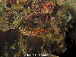 close up shot of a stone fish taken with Canon G12. by Matt Hutchinson 